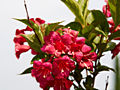 Weigela Eva Rathke IMG_4519 Krzewuszka